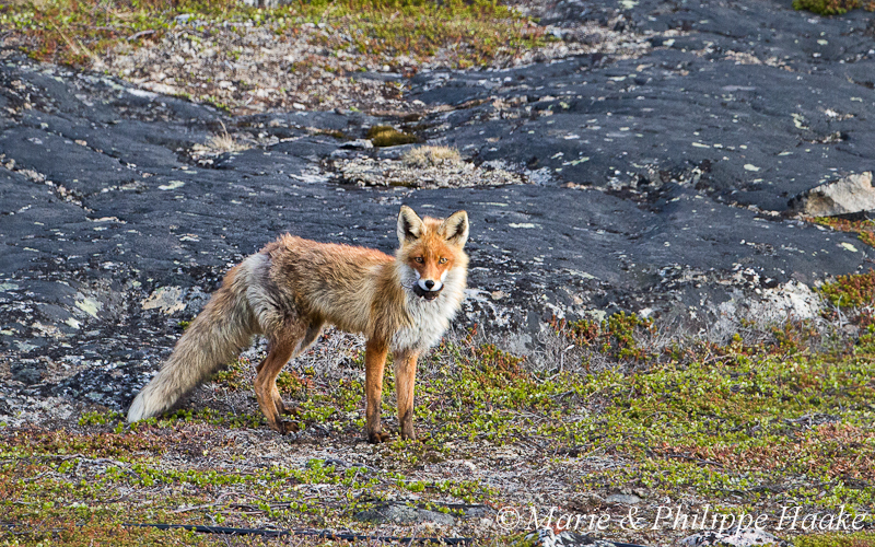 Renard 6320.jpg - Renard roux, vulpes vulpes (Grense Jakobselv, Norvège, frontière russe, juin 2012)